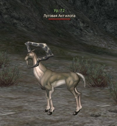 Grazing Antelope mw